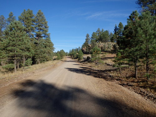 GDMBR: We love riding through a Pine Forest.